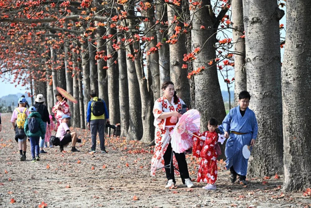 從秘境變身人氣景點，彰化木棉花季再掀賞花熱潮。圖／彰化縣政府提供