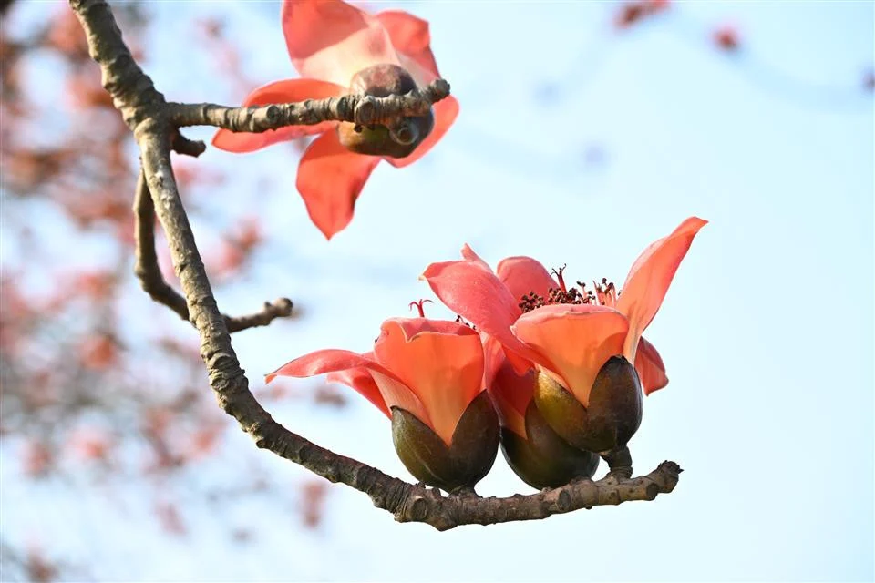 從秘境變身人氣景點，彰化木棉花季再掀賞花熱潮。圖／彰化縣政府提供