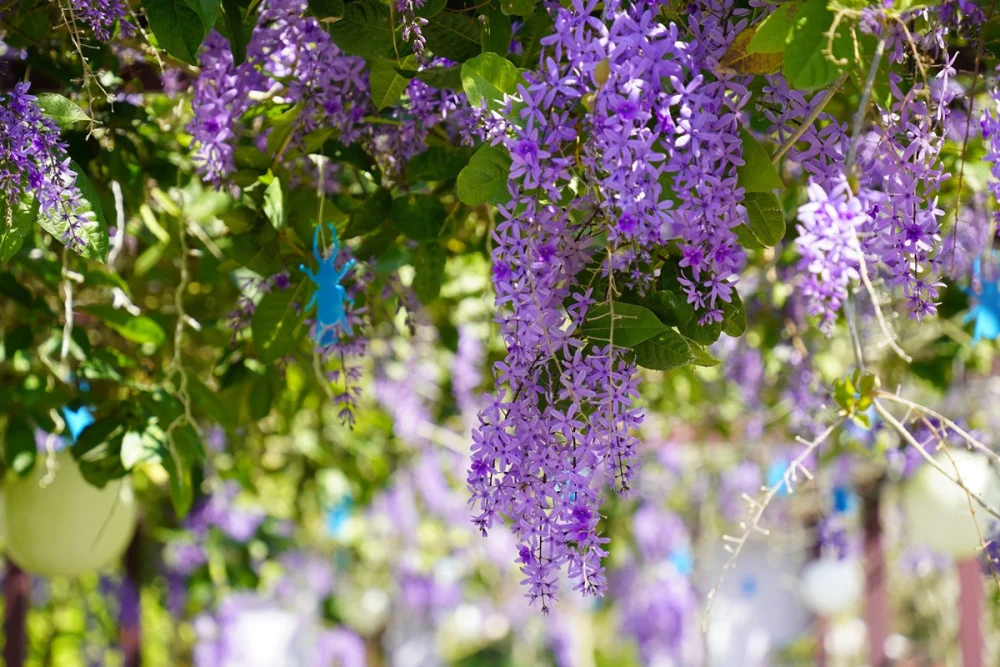 許願藤花季盛開   成美文化園賞花、拍照、親子同樂一次滿足
