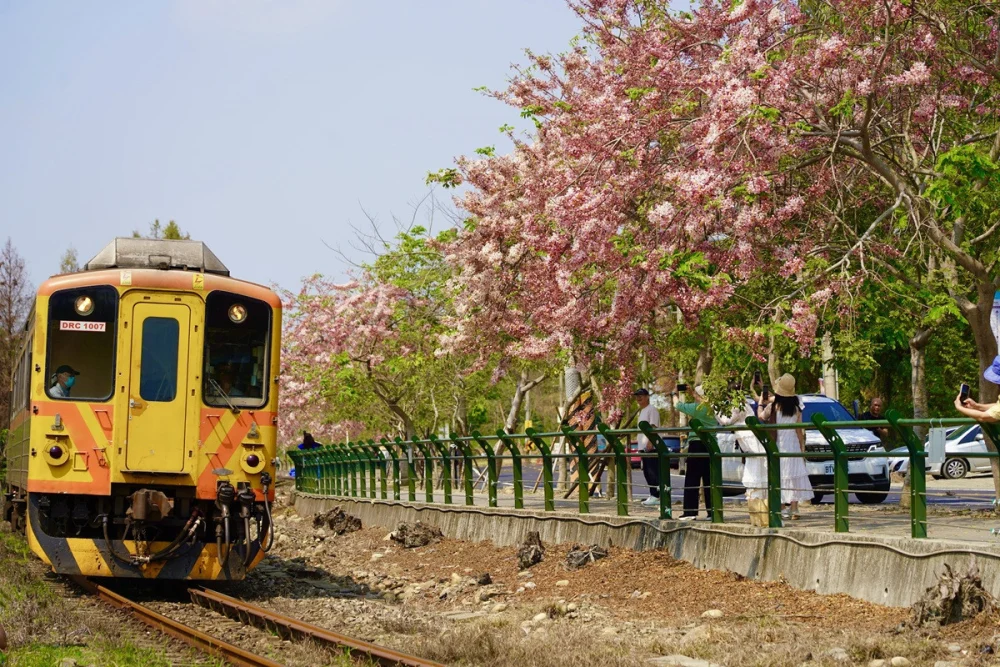 二水花旗木大爆發  「台灣好行」直達打造慢遊賞花體驗