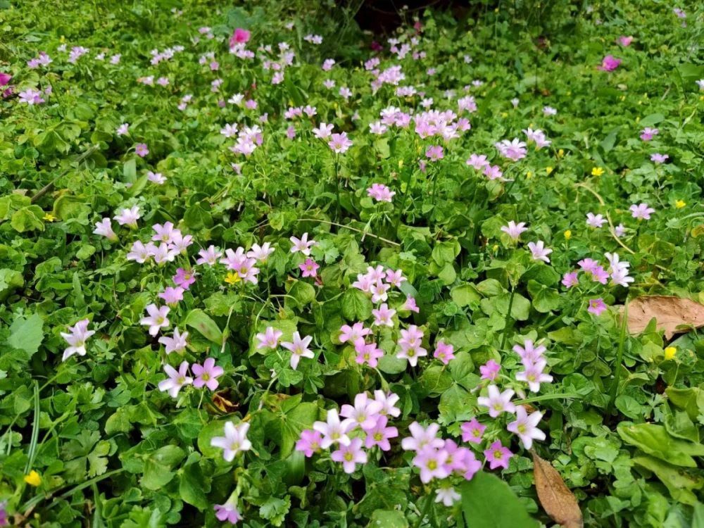 台北市區上演「春季限定小人國花展」 仁愛路與二二八公園野花群芳競艷