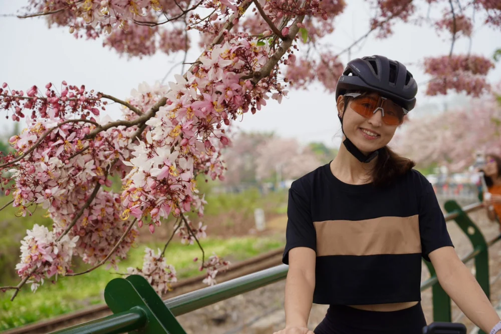 二水花旗木吸引民眾駐足拍照。圖／參山處提供