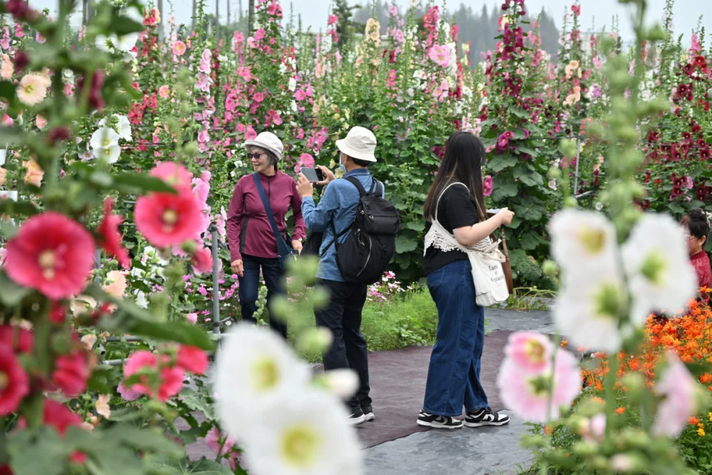 員林蜀葵花季繽紛登場，萬株花海打造春日最美打卡勝地。圖／彰化縣政府提供