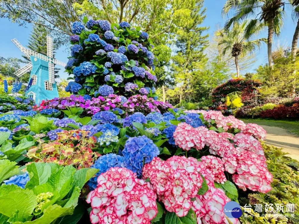 「中台灣好玩卡」平台總攬苗栗縣觀光資源涵蓋景點門票、體驗活動、餐飲與伴手禮-花露農場繡球花。(圖/地方中心)