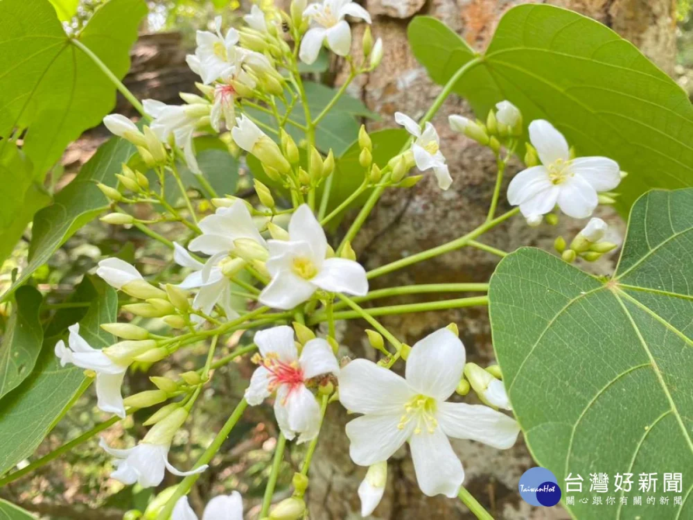 油桐花鮮豔花朵。（圖/玉管處提供）