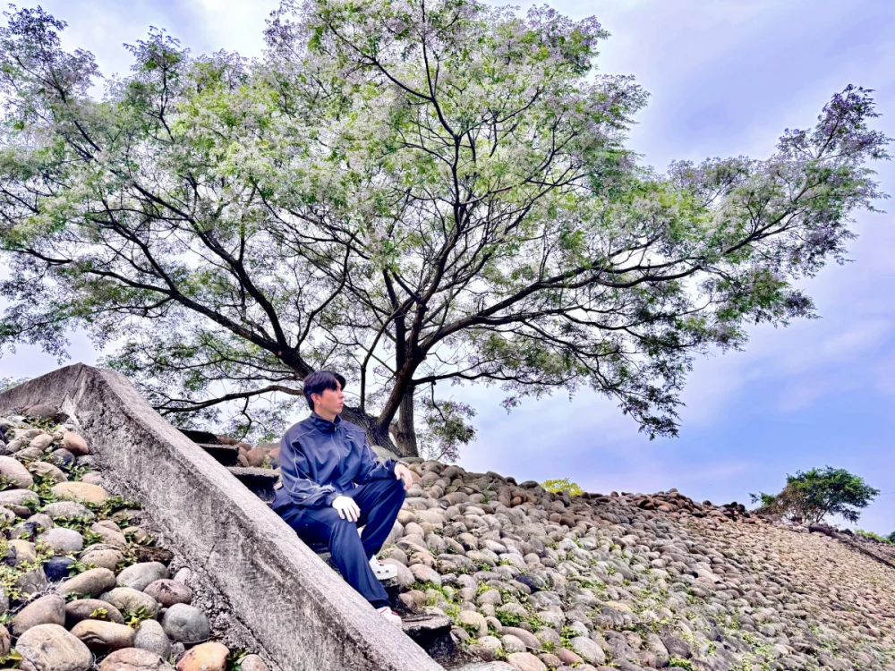 新北河濱「苦楝花雨」盛開 淡紫色迷幻花海景致成為打卡聖地