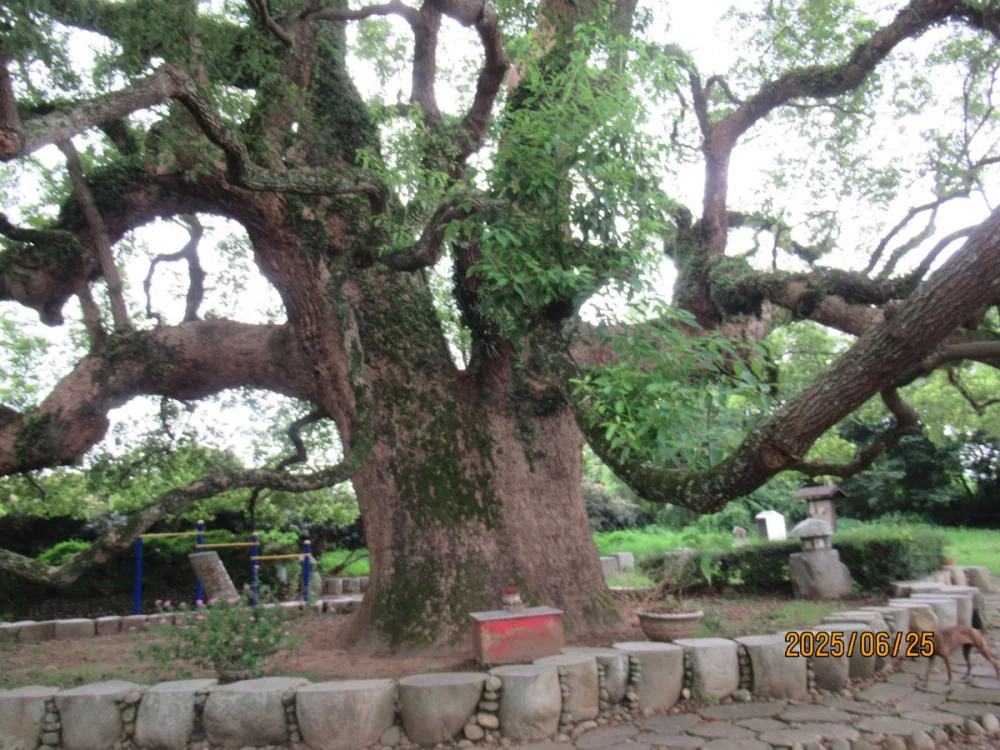 114年6月25日樟樹開工時的照片。(圖/南投分署提供)