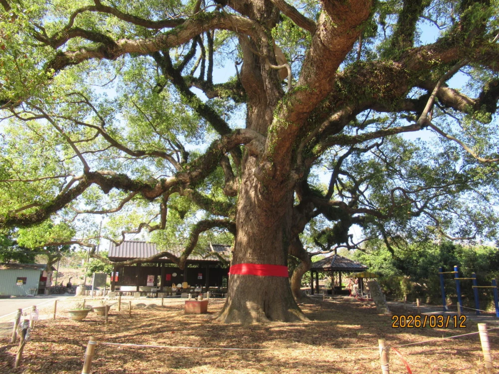 草屯七股神木擺脫病腐危機 跨界合作救治成功