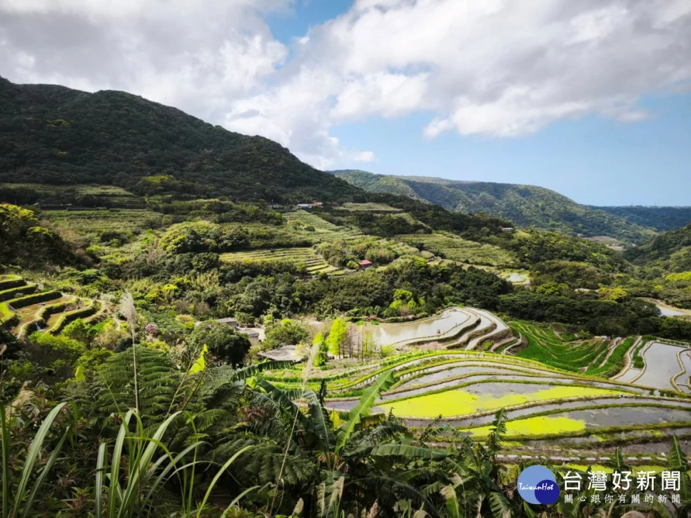 百年梯田化身鳶尾花海　新北青農推兒童節連假食農體驗