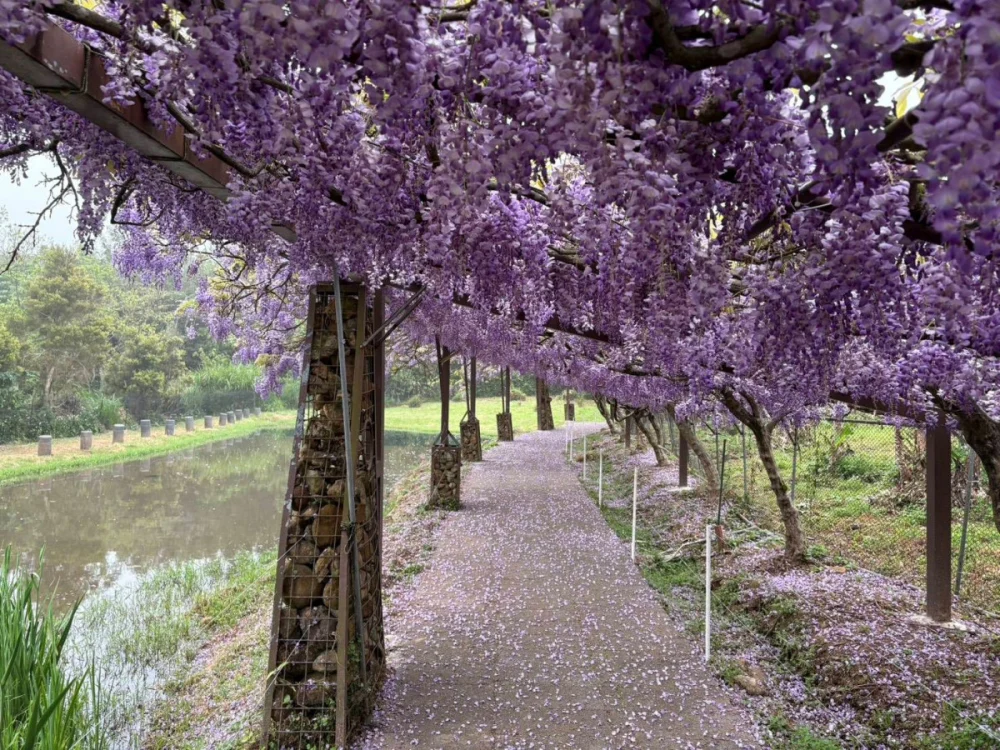 淡水三芝紫藤接力綻放　漫遊北海岸「正逢時」