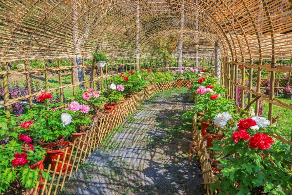 牡丹花移地戶外展，竹編廊道的護持讓遊客與花更接近。（杉林溪渡假園區提供）