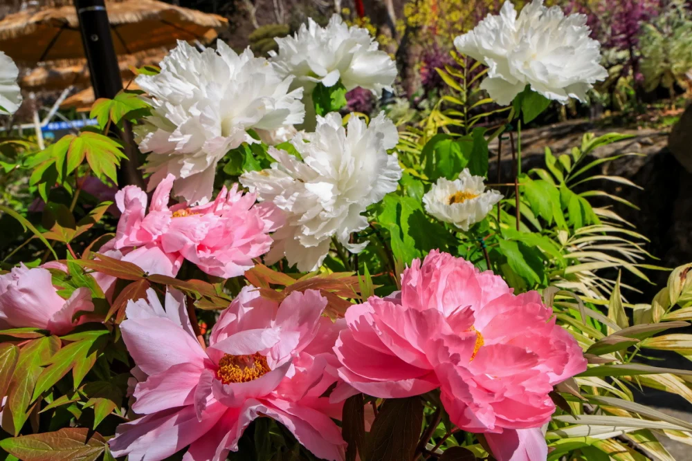 園方用心培育80多品種供遊客品賞。（杉林溪園區提供）