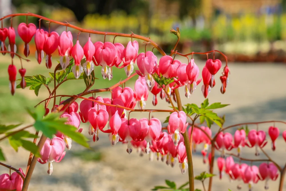 荷包牡丹十分小巧可愛。（杉林溪園區提供）