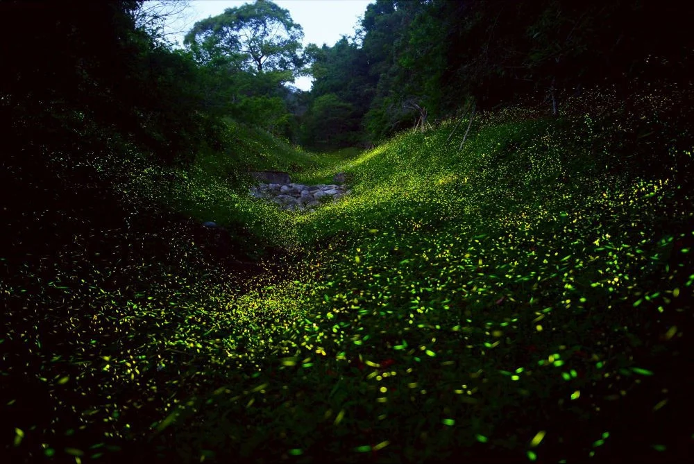 東勢林場即將迎來賞螢季大爆發期，山林間可以觀賞到螢光點點匯聚而成的「螢河流域」。(圖/東勢林場)