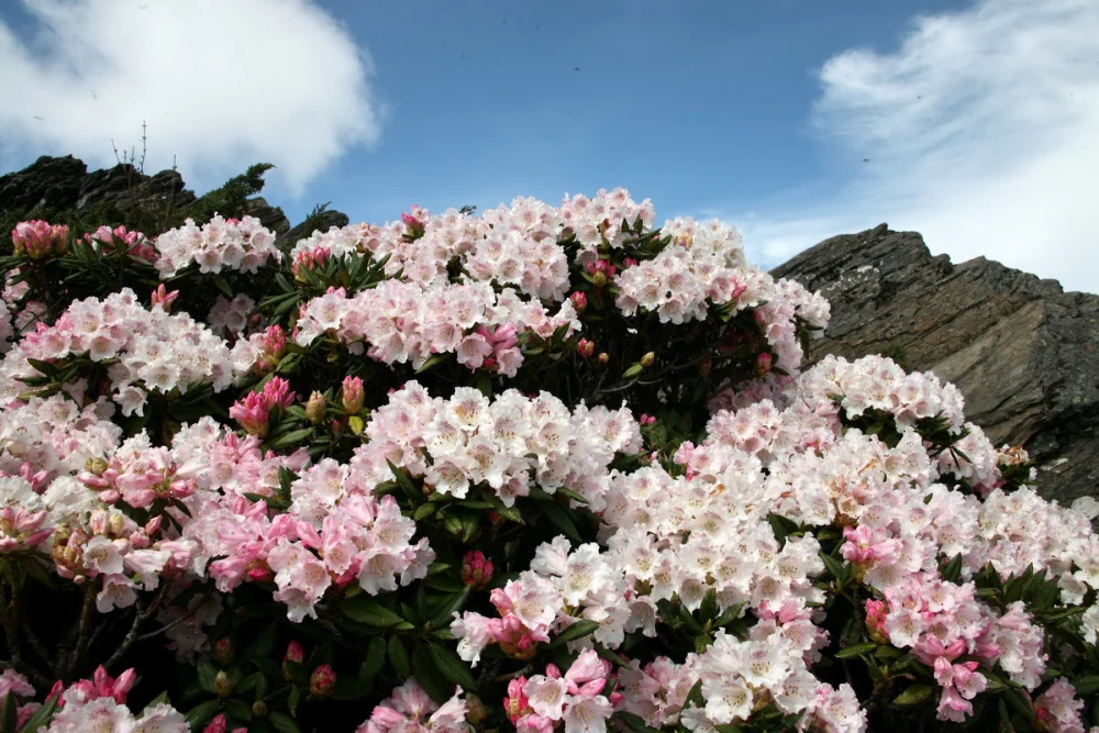 合歡山花季來臨，可多利用大眾運輸安心賞花。（民眾提供）