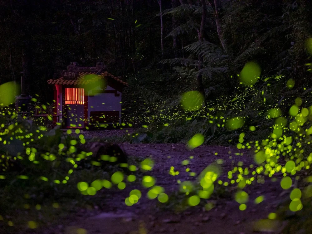 日月潭星光螢火季浪漫登場，邀您與好友相約，來日月潭共赴這場期間限定的螢河星光之旅! （日管處提供）