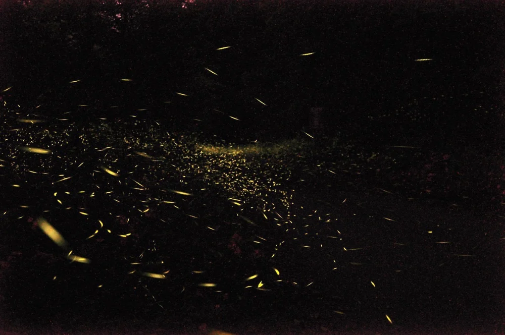 桃園北橫賞螢季即將登場，歡迎國內外旅客按圖索驥親身體驗。