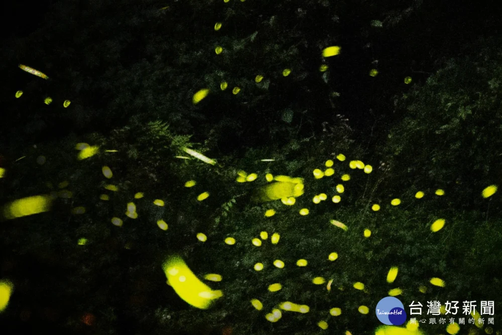 桃園北橫賞螢季即將登場，歡迎國內外旅客按圖索驥親身體驗。