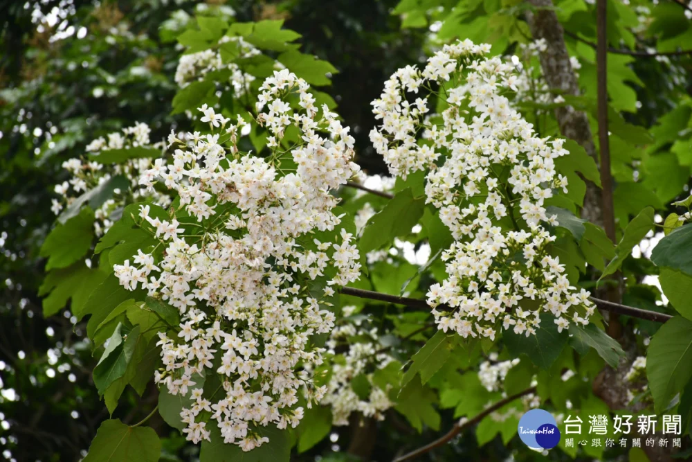 彰化福田桐花祭浪漫登場，後山花園賞花熱潮開跑。圖／彰化市公所提供