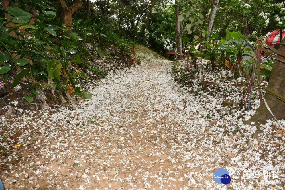 彰化市福田黨桐生態園區內的步道落花繽紛美景如畫。圖／彰化市公所提供