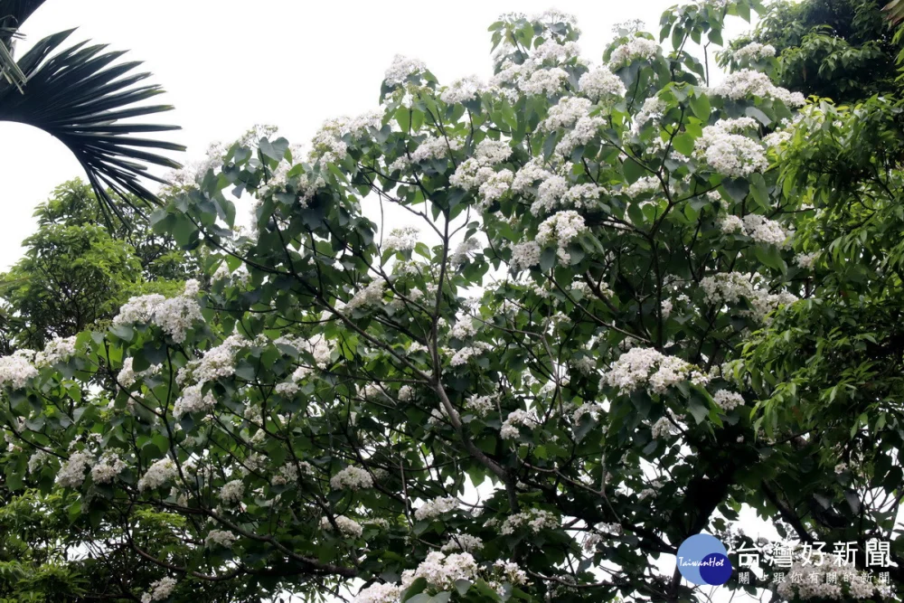 八卦山區山谷間放眼滿是盛綻的桐花。（記者扶小萍攝）