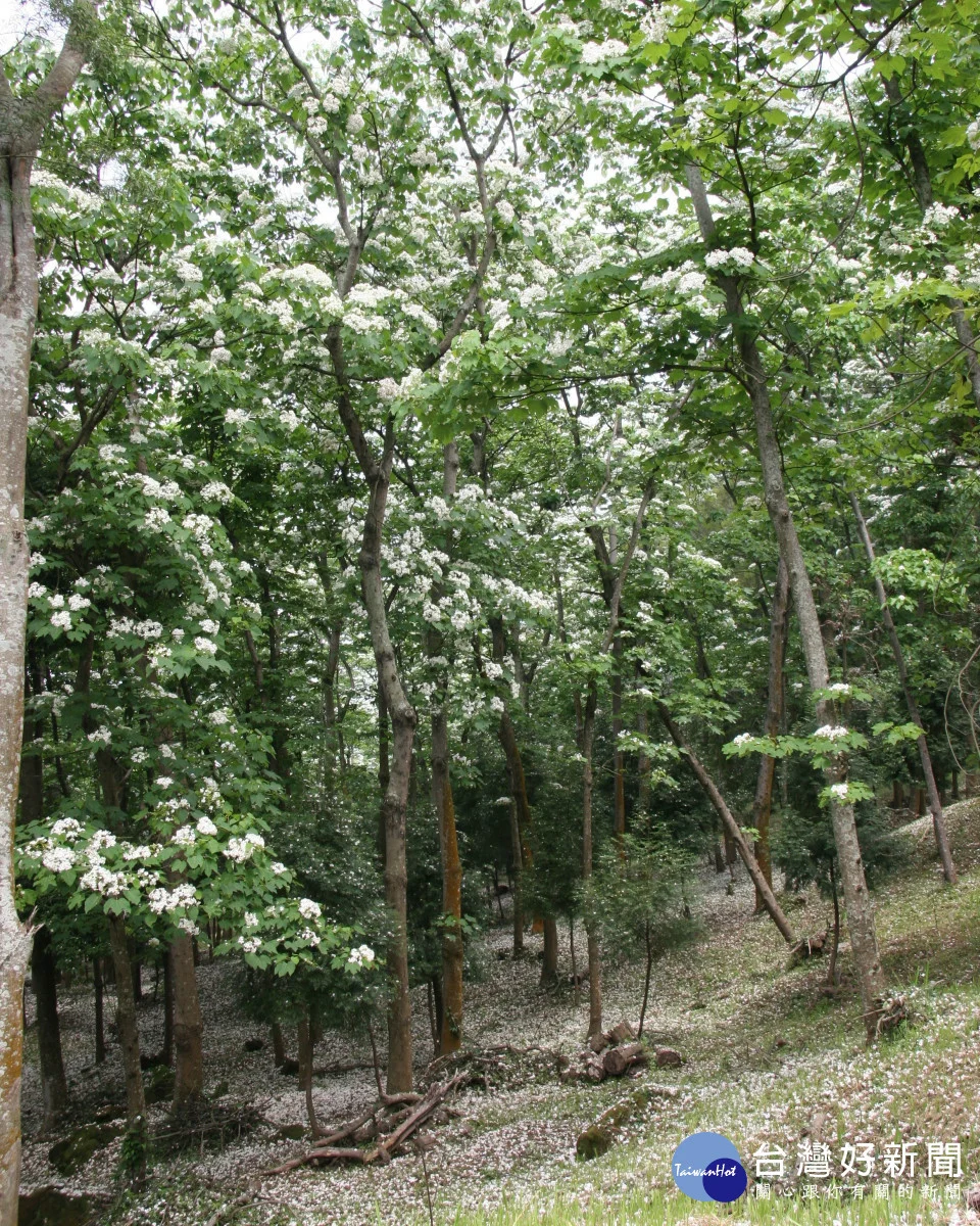 東勢林場油桐花正值盛開。（圖/東勢林場）