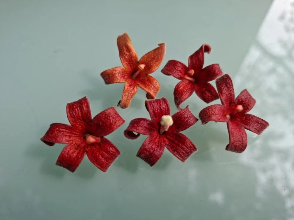 玫瑰展後驚喜接棒！　新生公園「掌葉蘋婆」耀眼綻放