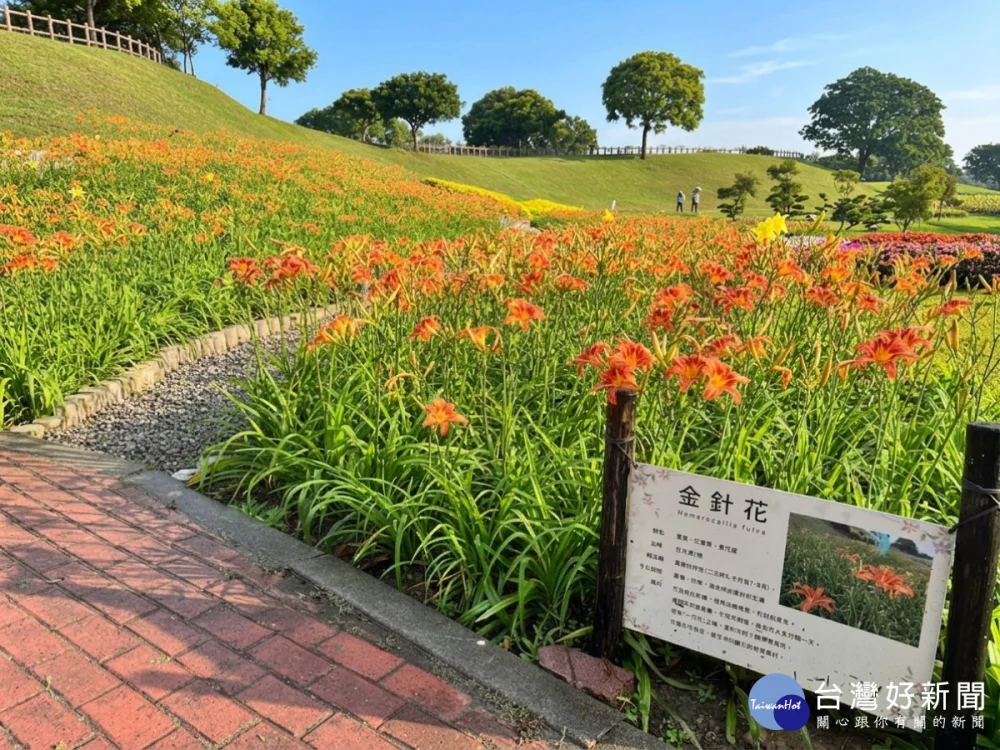 后里環保公園金針花海綻放展現最美的初夏風景