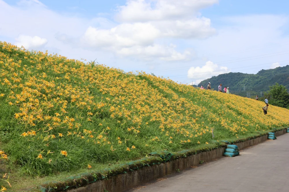 大湖金針亮亮賞花節登場　邀民眾感受夏日花海