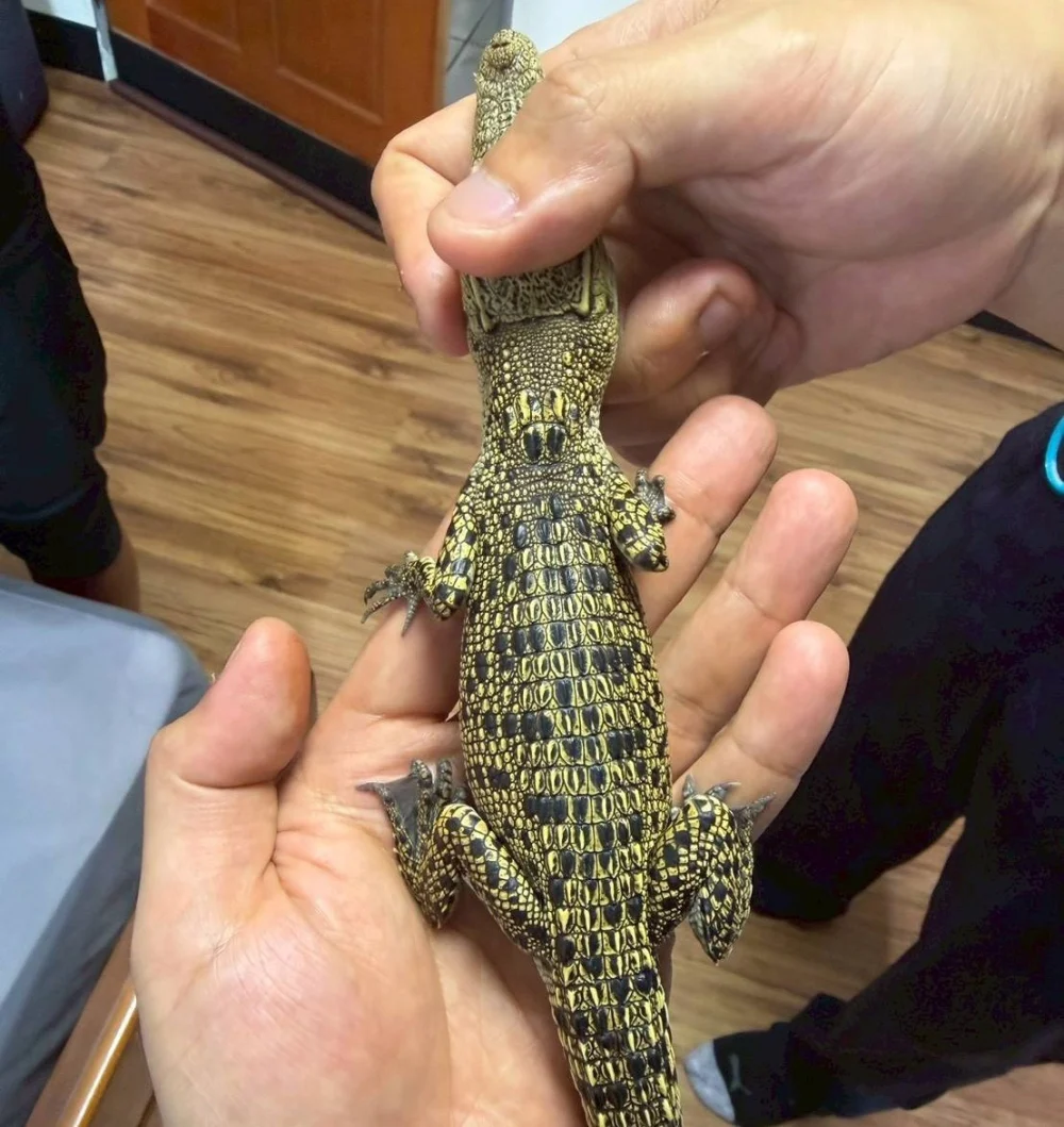 禁養641種高風險動物上路，未申報最高罰25萬元。
