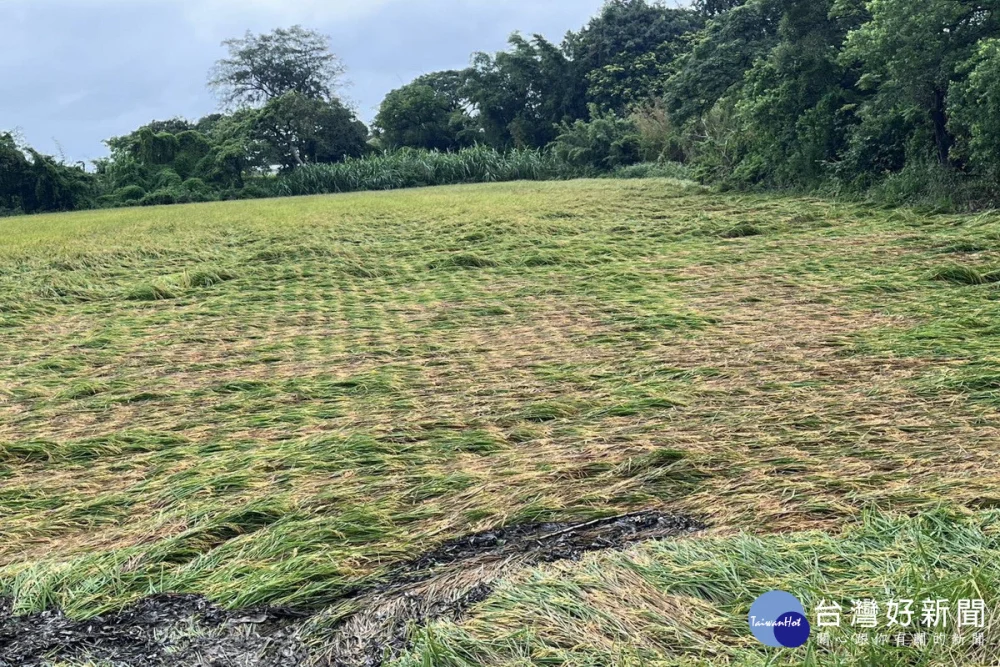 6月26日豪雨豪雨來襲,桃園農損達23公頃,農業局持續查報中。