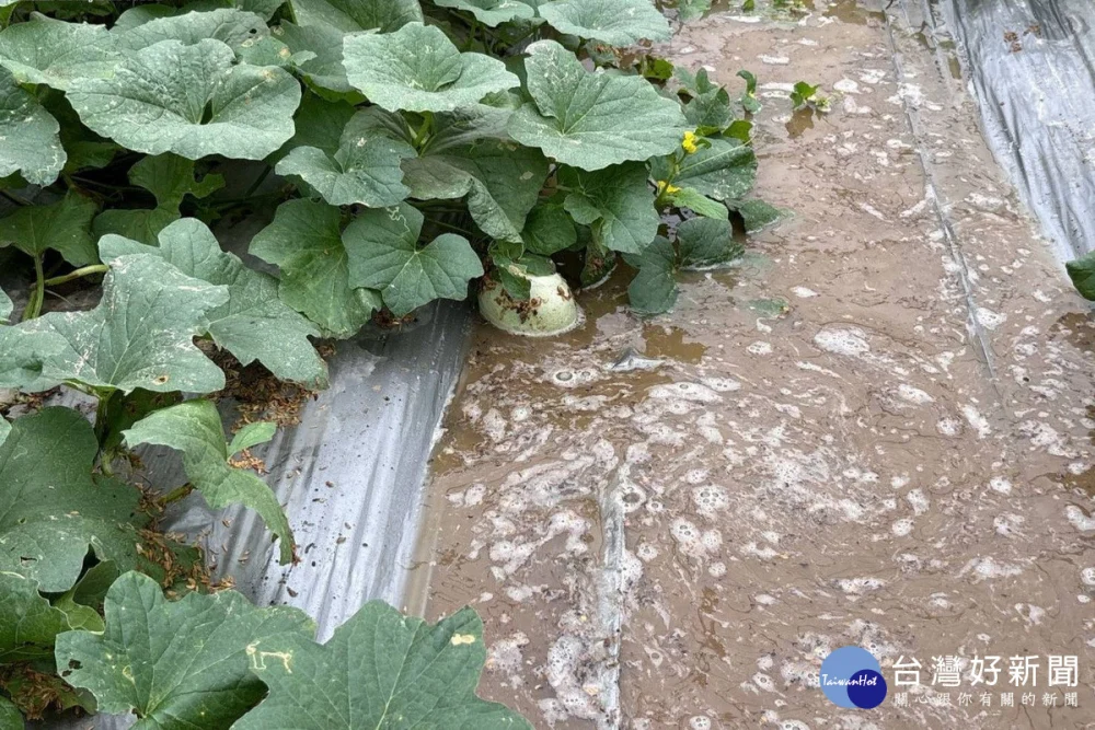6月26日豪雨豪雨來襲,桃園農損達23公頃,農業局持續查報中。