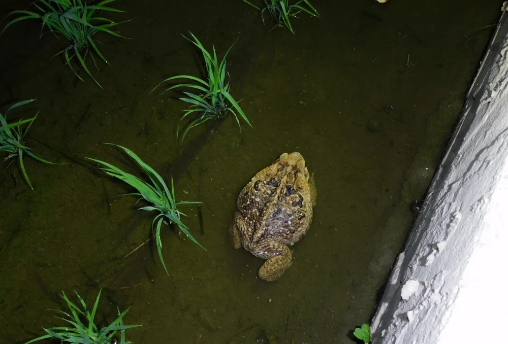 海蟾蜍現為世界百大入侵種之一,110年首次在草屯現蹤。(圖/南投分署提供)