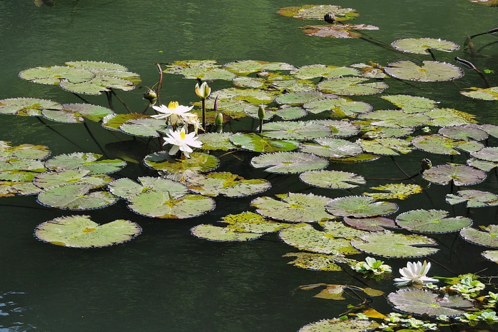 每年夏末初秋，山豬湖園區內蓮花陸續綻放，翠綠荷葉鋪滿水面，交織成優美的濕地景觀。


” style=”width:100%; height:auto; display: black;”/></p>
<h4 style=