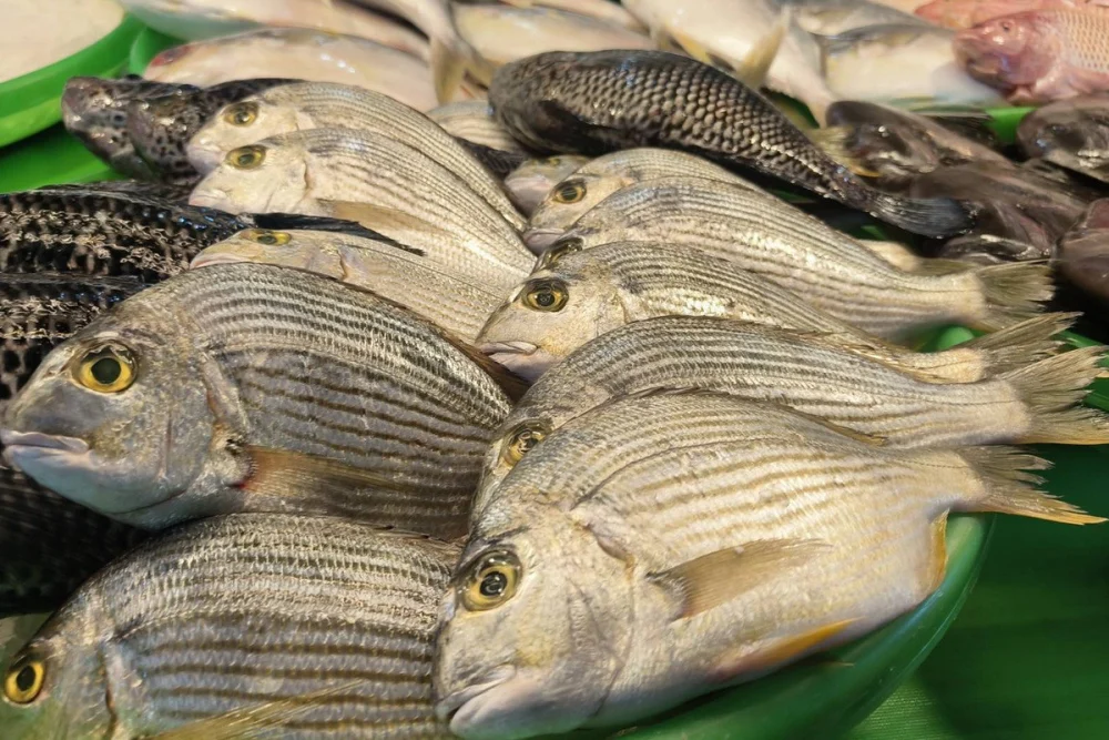 「2026海客漁鄉鱻有魚-食魚成藝.魚我同行」食魚教育活動,將在永安漁港觀光漁市生鮮區登場。