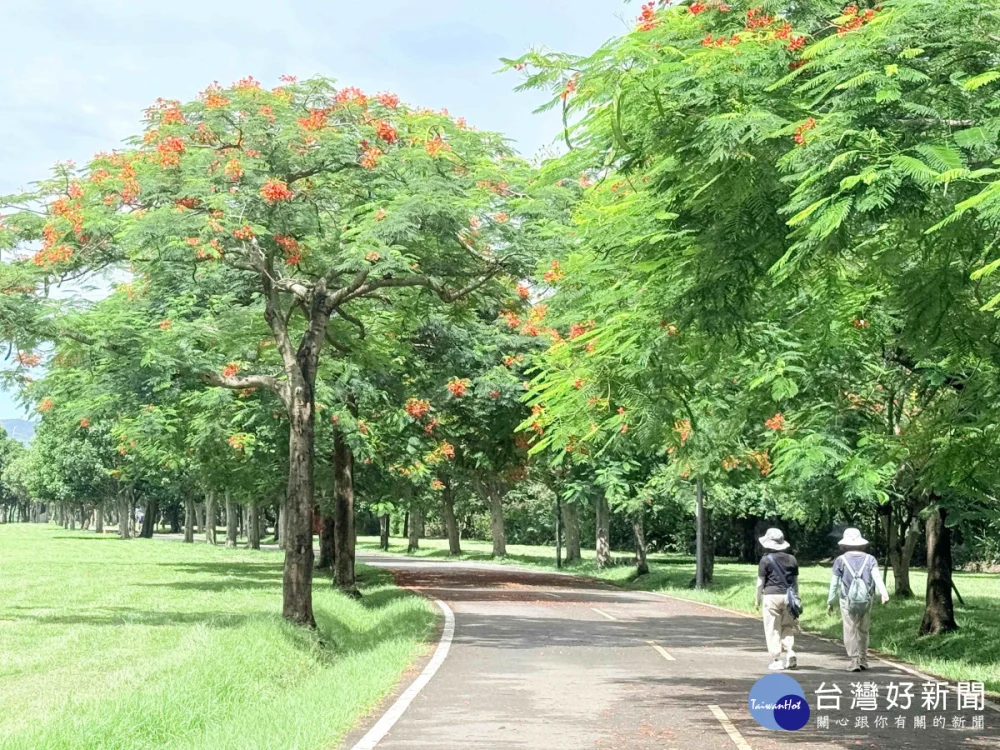 河濱鳳凰木火紅花朵綻放　新北大漢溪右岸迎來繽紛花景
