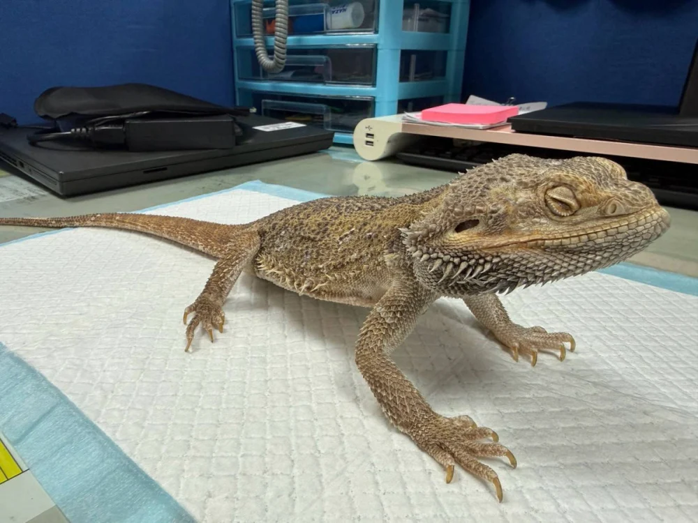 桃園市動物保護處舉辦第三季非犬貓特寵認養活動。