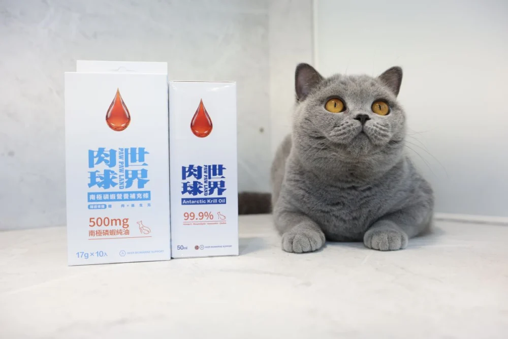圖／克飛姆英短貓舍與肉球世界共同支持CFA國際貓展賽事。（肉球世界提供）